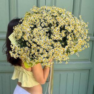 Imagen Daisy Symphony